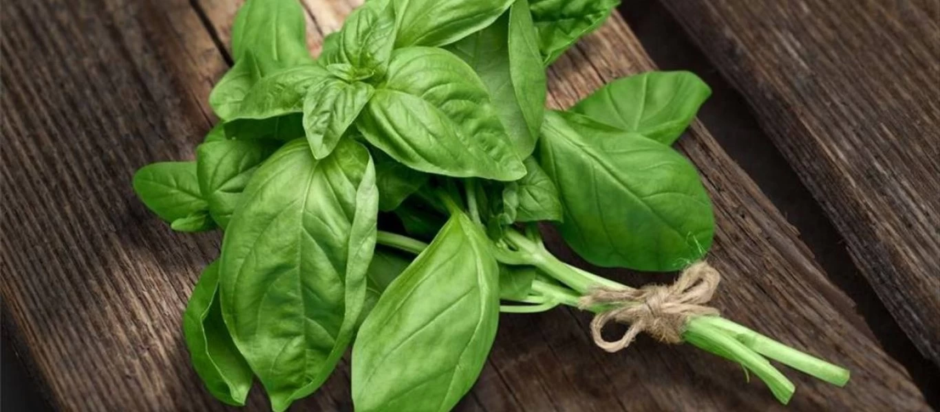 Αυτά είναι τα οφέλη του βασιλικού για το δέρμα σας